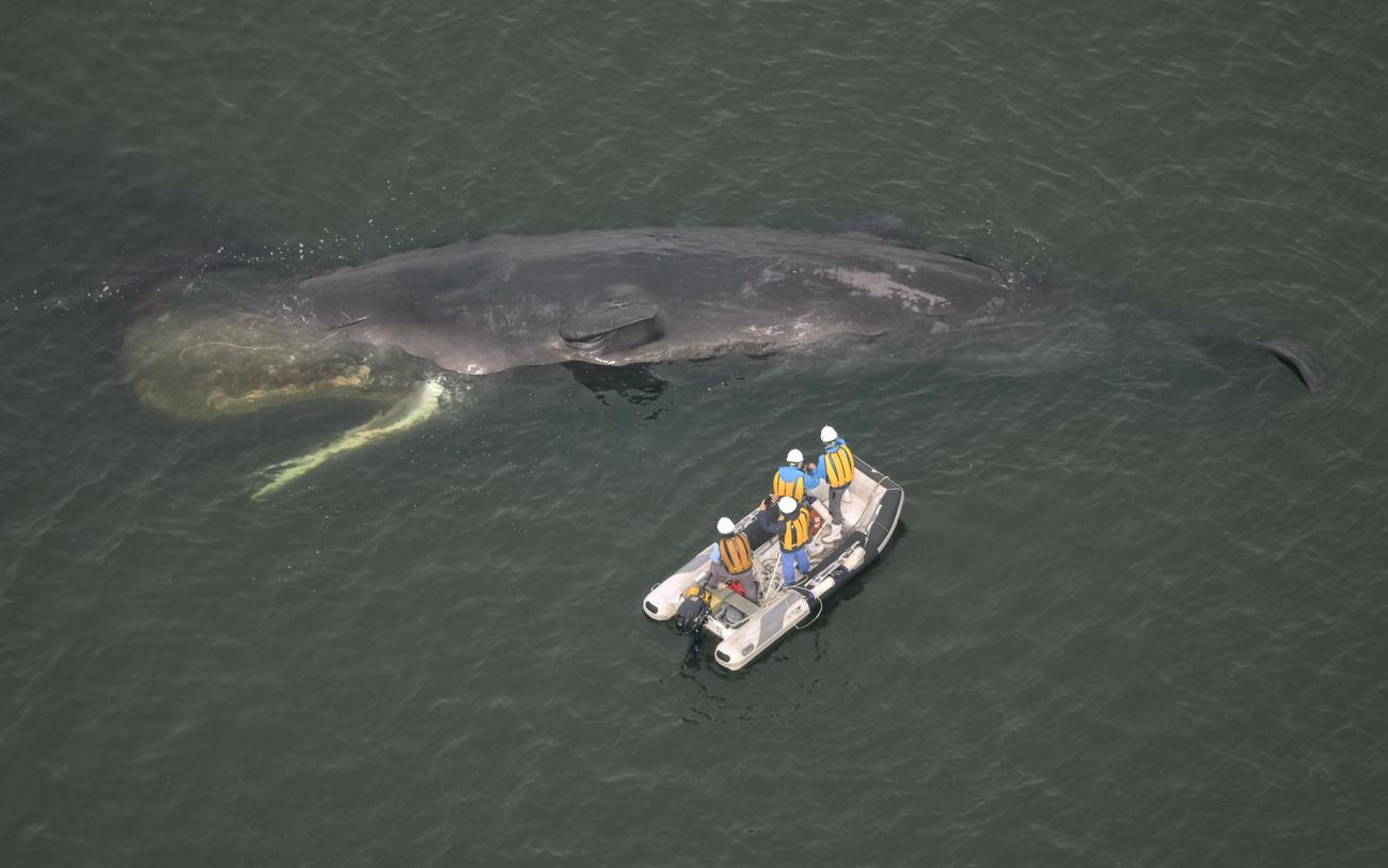 大阪市の淀川河口近くで見つかったクジラ。市の現地調査により、死んでいることが確認された＝13日午前10時50分（共同）