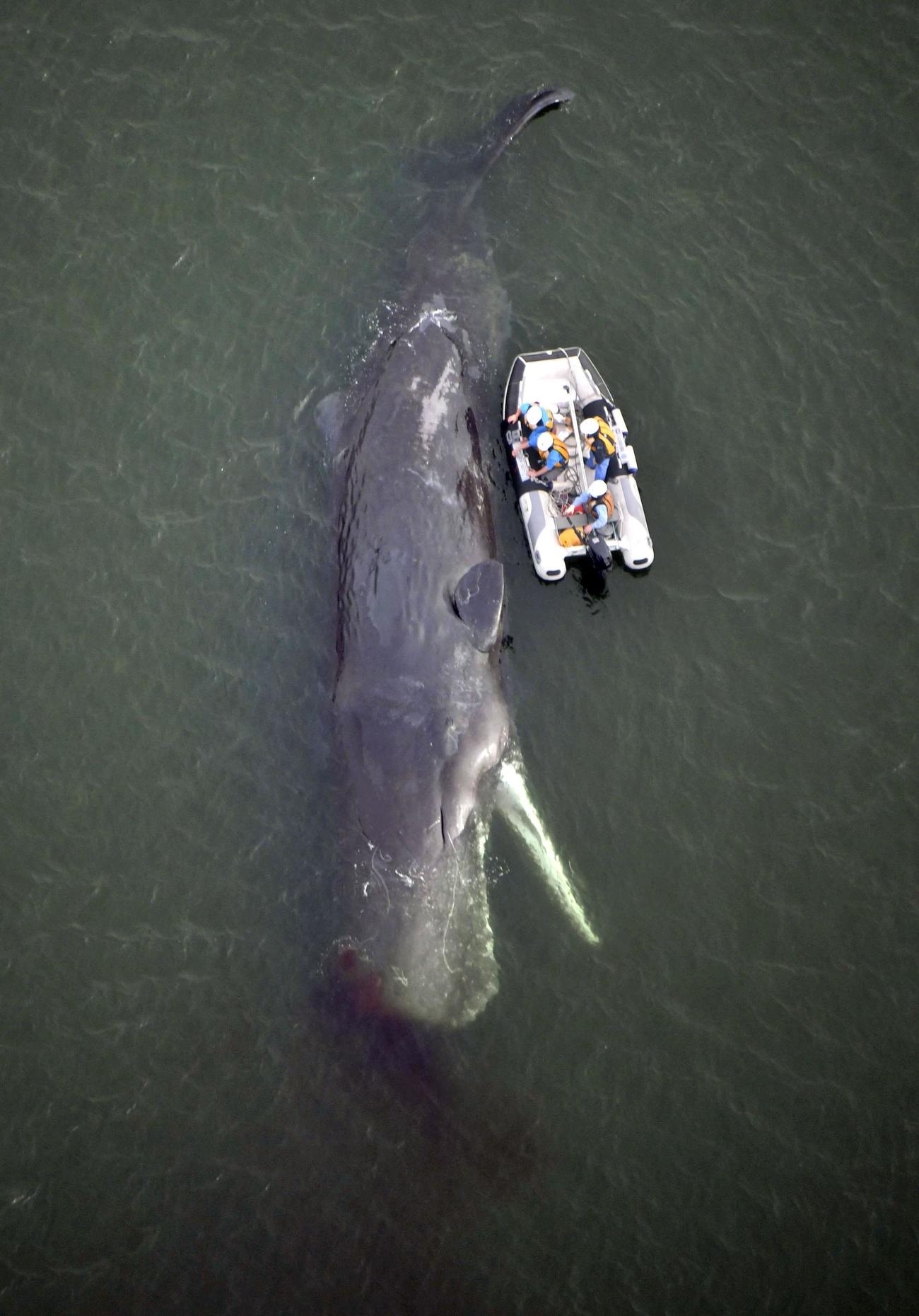 大阪市の淀川河口近くで見つかったクジラ。市の現地調査により、死んでいることが確認された＝13日午前10時54分（共同）