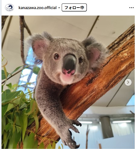“美少年”コアラの「ポポロ」（横浜市立金沢動物園の公式インスタグラムから）