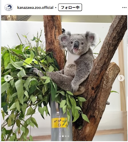 横浜市立金沢動物園の公式インスタグラムから