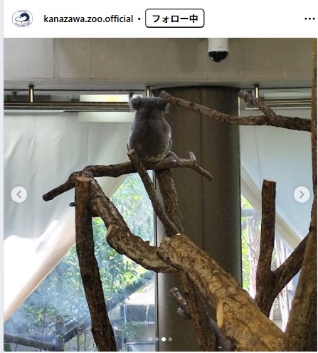 横浜市立金沢動物園の公式インスタグラムから