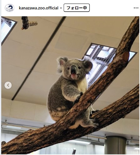 横浜市立金沢動物園の公式インスタグラムから