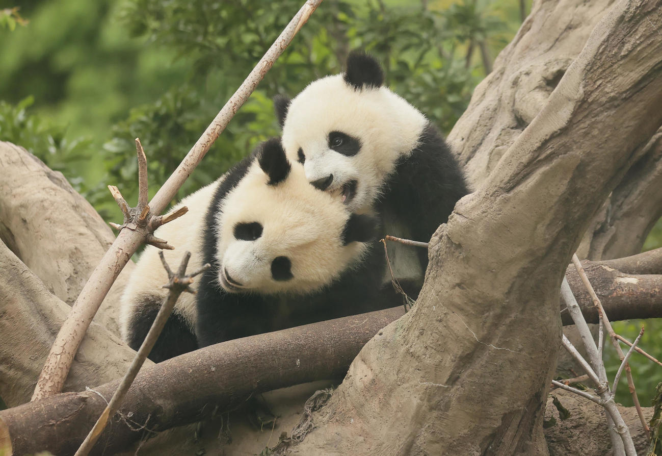 上野動物園の双子パンダ、中国に返還へ シャオシャオとレイレイ1月下旬に 国内飼育ゼロへ - 社会写真ニュース : 日刊スポーツ