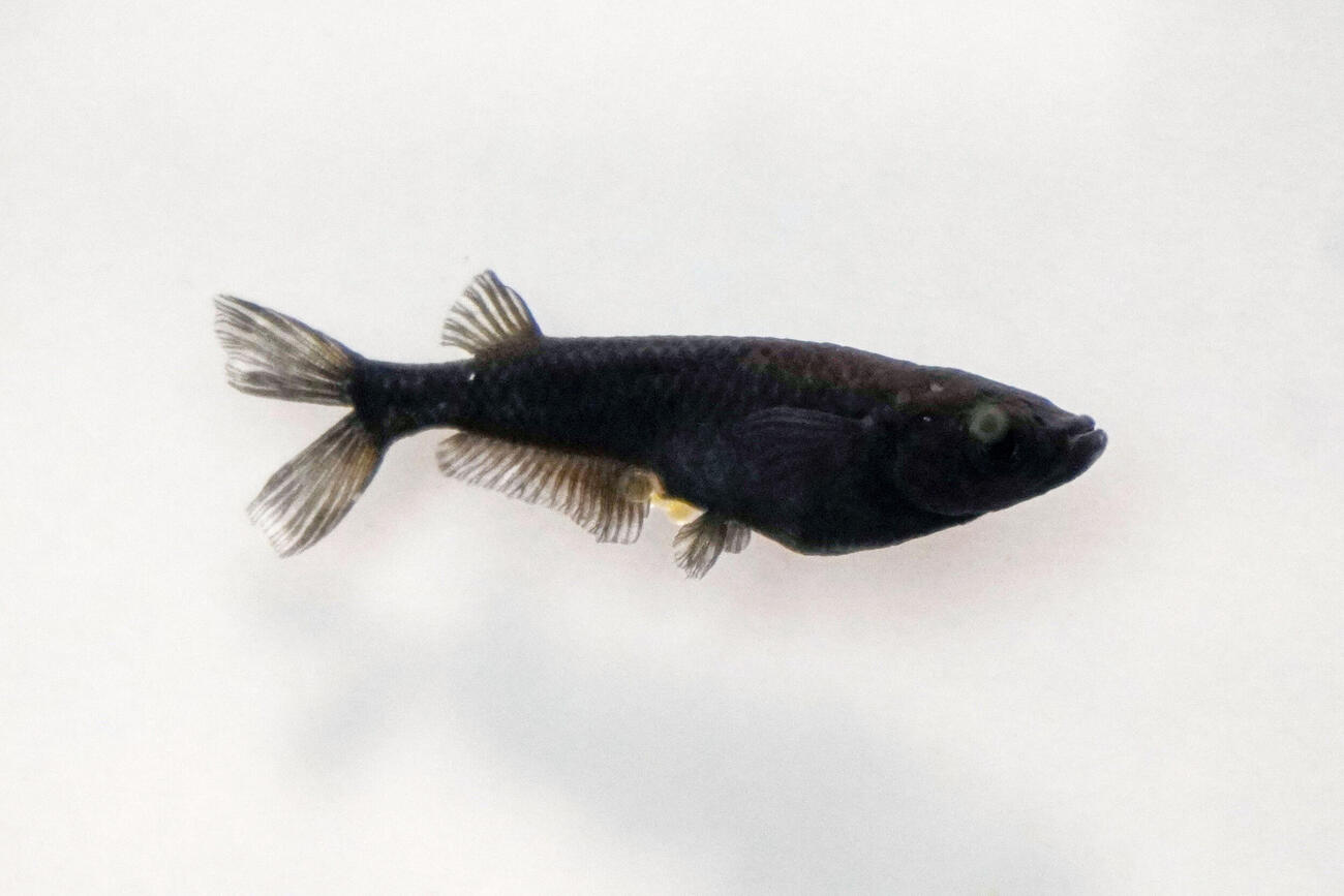 黒さが特徴の観賞メダカの品種「オロチ」（共同）