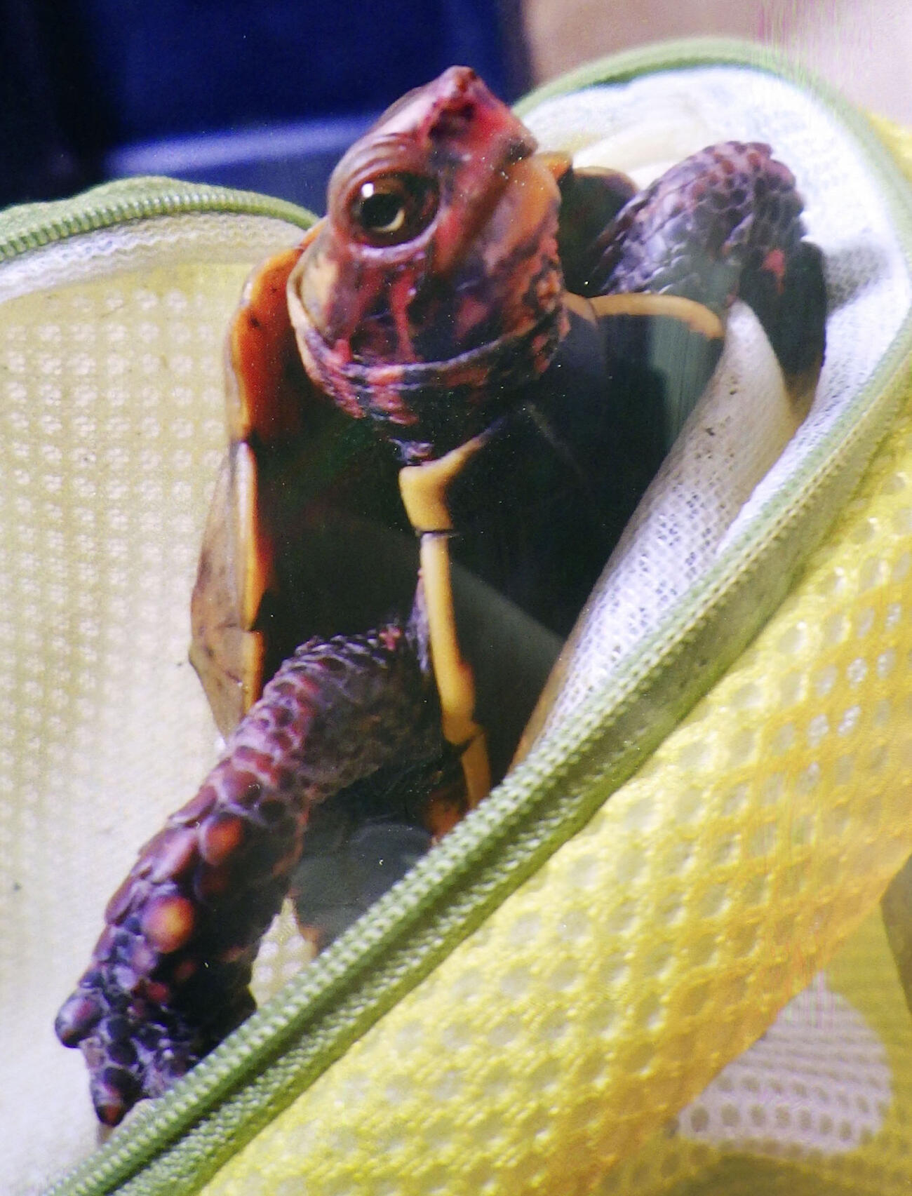 捕獲されたリュウキュウヤマガメ＝茨城県土浦市（警視庁提供）