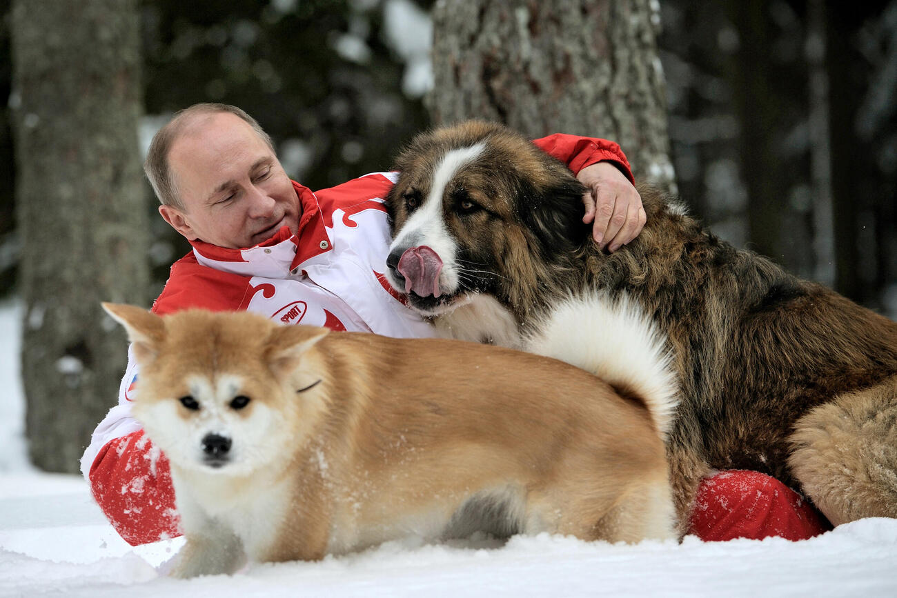 モスクワ郊外の雪原でプーチン大統領と散歩する秋田犬「ゆめ」（手前）2013年3月（タス＝共同）