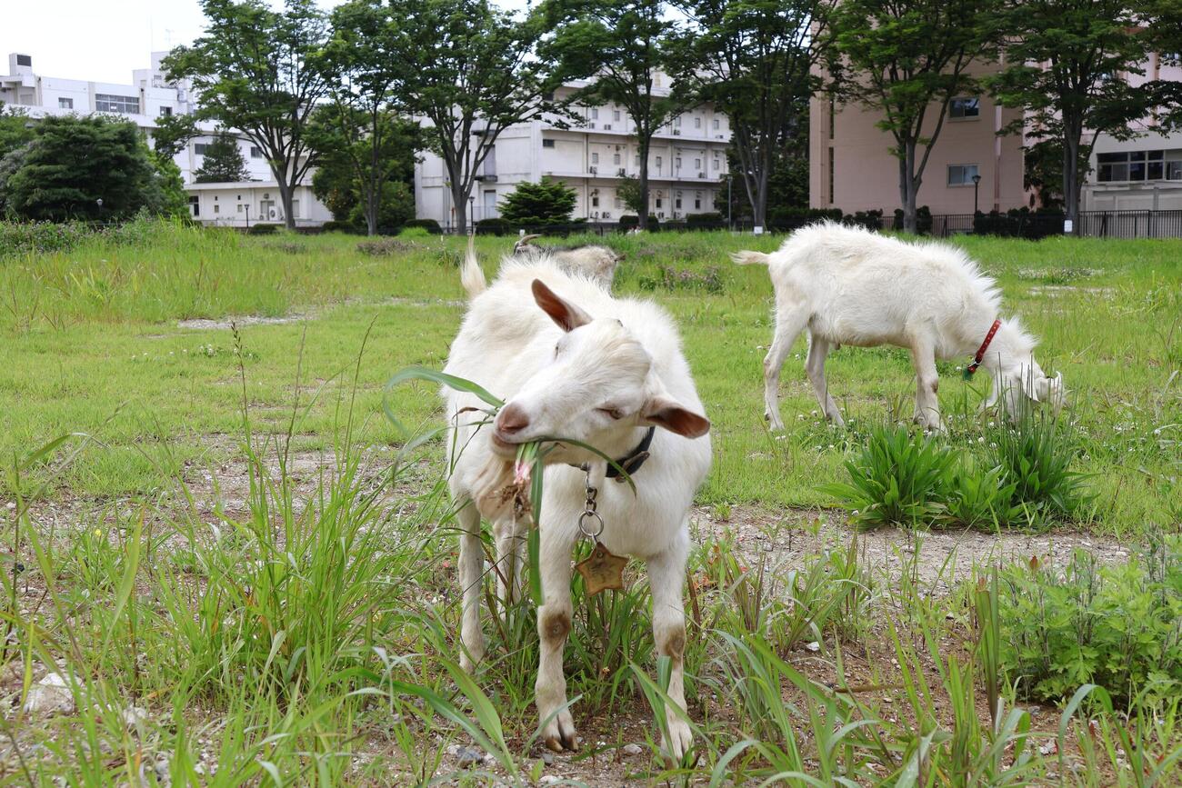 千葉大のキャンパスで放し飼いされているヤギ(共同)