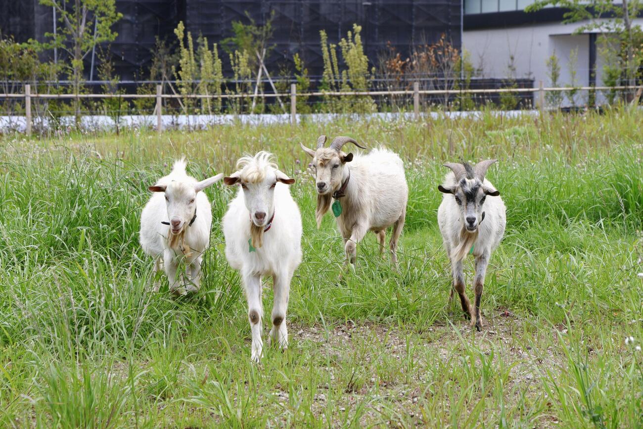 千葉大のキャンパスで放し飼いされているヤギ＝11日、千葉市(共同)