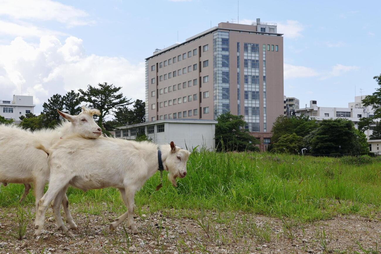 千葉大のキャンパスで放し飼いされているヤギ＝11日、千葉市(共同)
