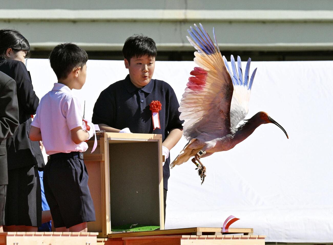 石川県羽咋市で行われた本州で初めてとなるトキの放鳥で、子どもたちに空へ放たれるトキ＝31日午後(共同)
