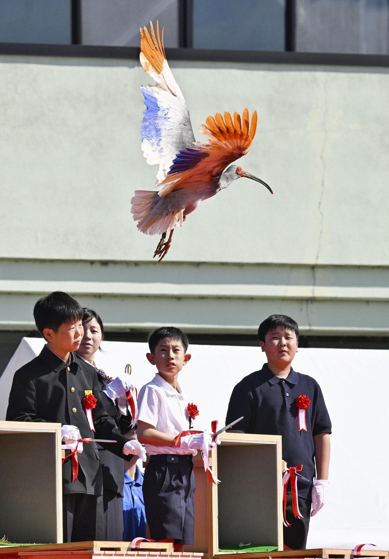 石川県羽咋市で行われた本州で初めてとなるトキの放鳥で、子どもたちに空へ放たれるトキ(共同)