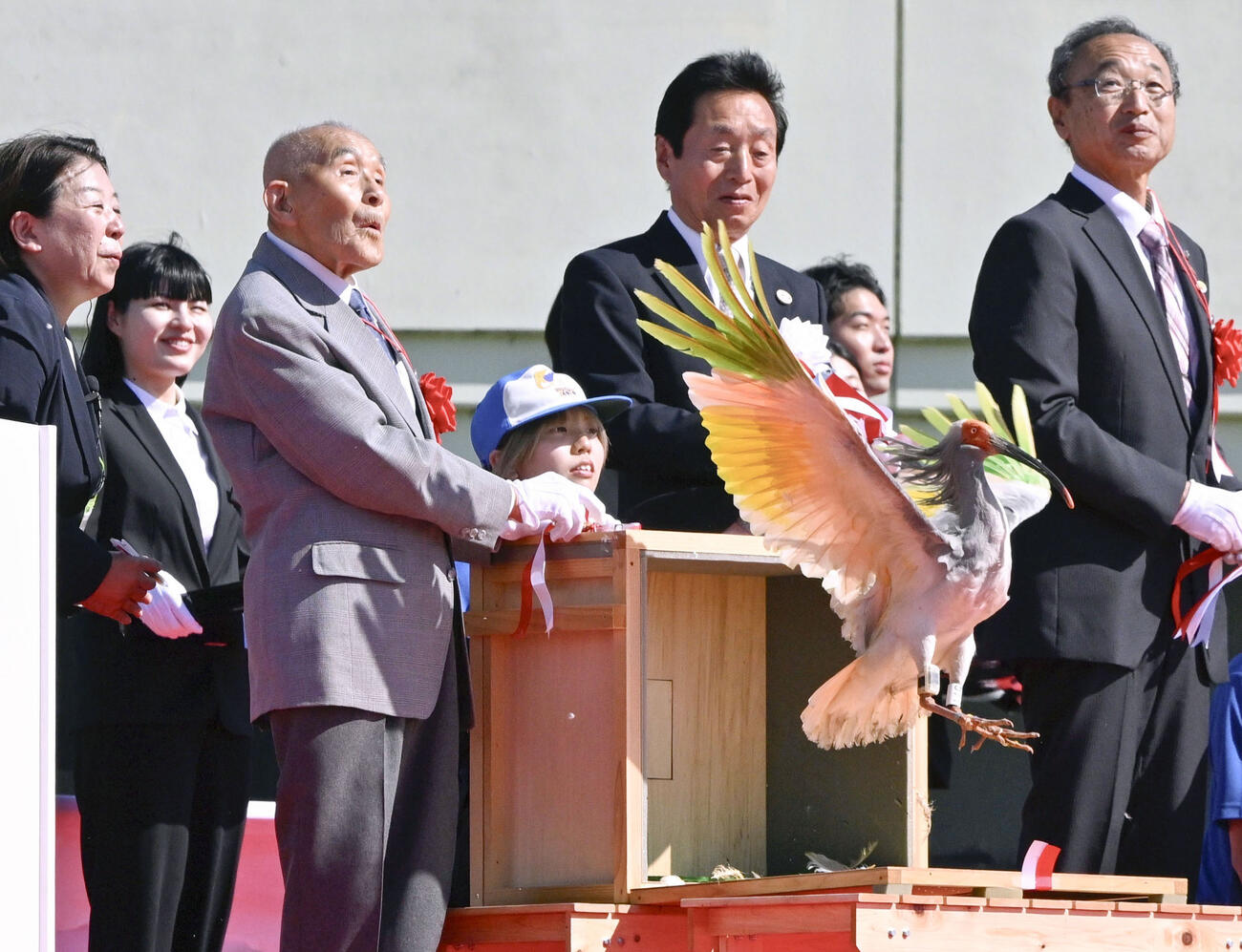 トキを放鳥する村本義雄さん（左から3人目）＝31日午後、石川県羽咋市(共同)