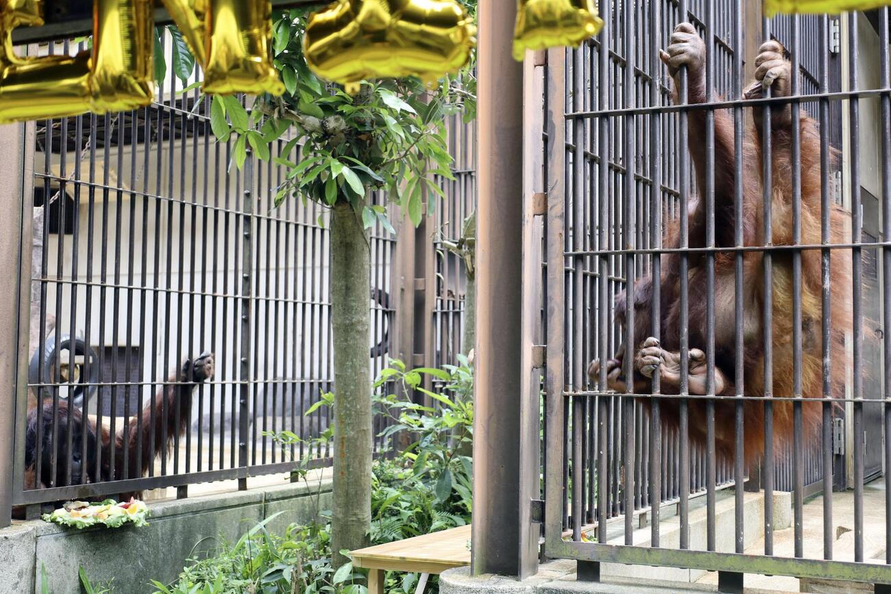 ボルネオオランウータンの「ハヤト」（左）と「ジェニファー」(共同)