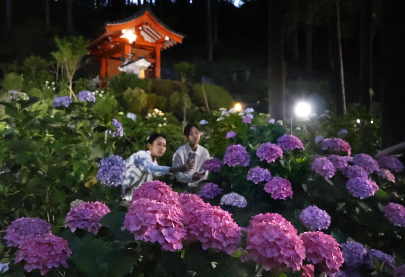 ライトアップの試験点灯で照らし出された三室戸寺のアジサイ＝11日、京都府宇治市（共同）