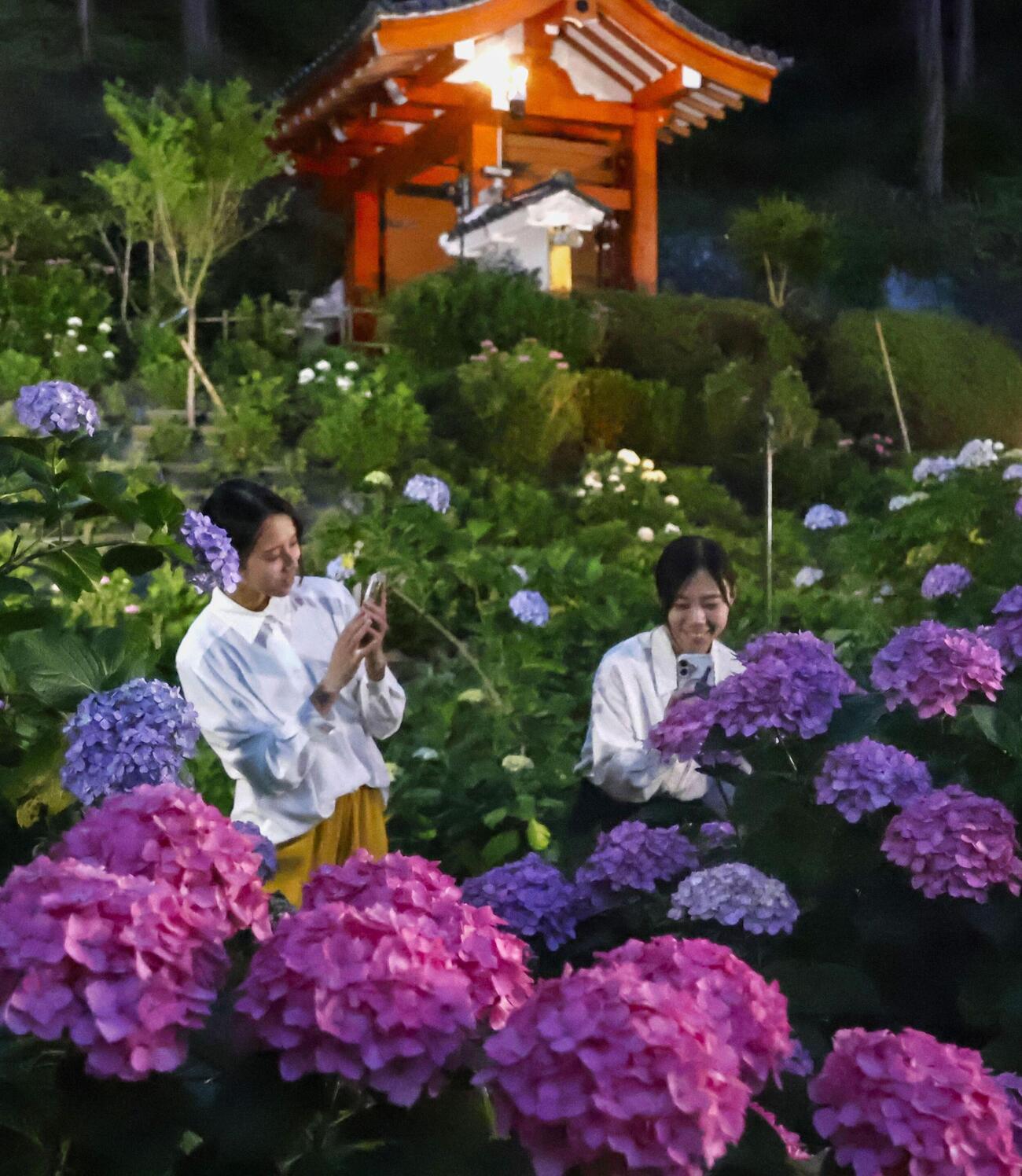 ライトアップの試験点灯で照らし出された三室戸寺のアジサイ＝11日、京都府宇治市（共同）