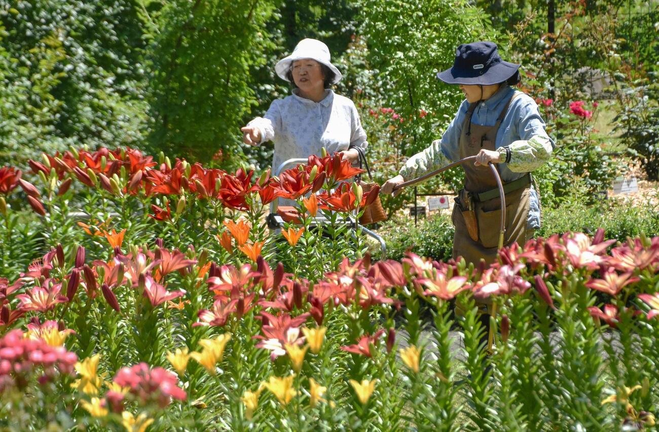 フラワーパーク「とっとり花回廊」で始まった「ゆり＆アジサイまつり」（共同）