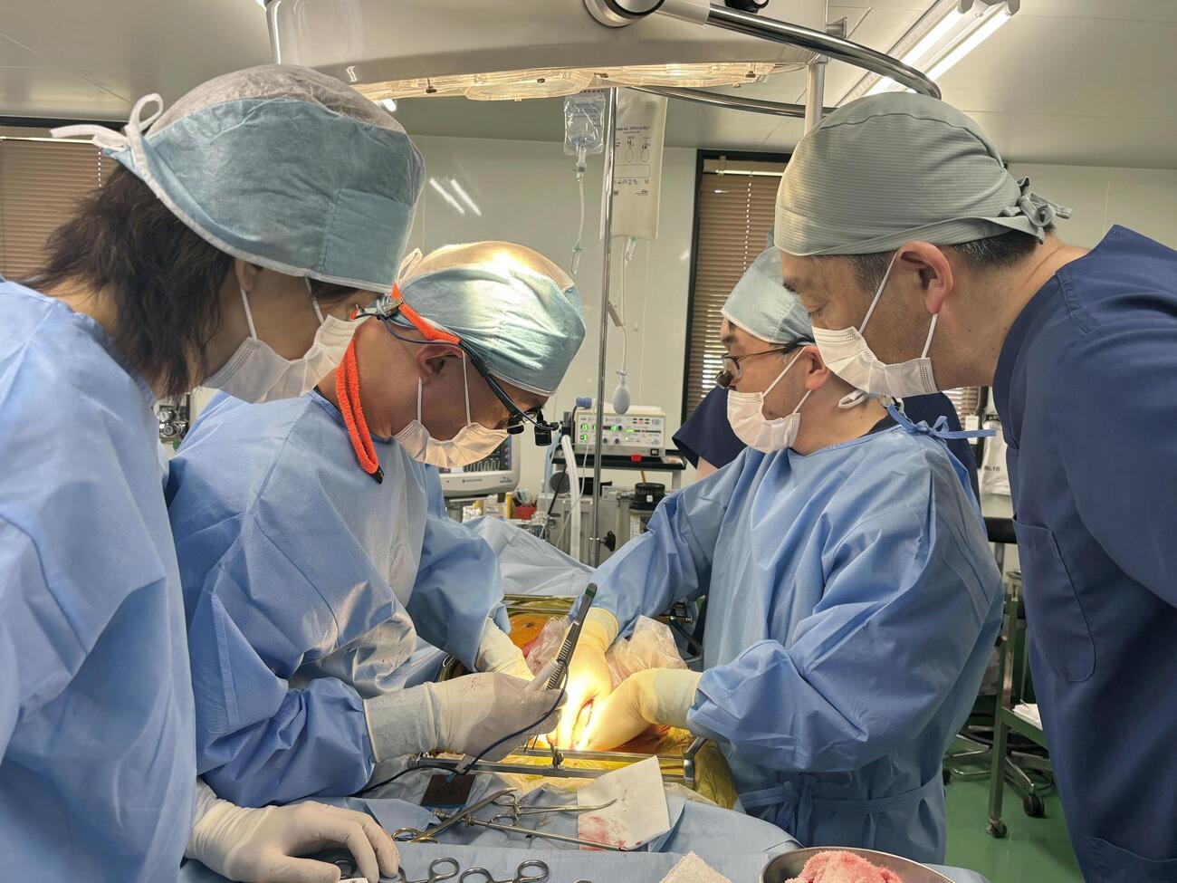 4月神奈川県内、遺伝子改変ブタから人への臓器移植を想定した手術の練習をする医師ら。この日は別のブタへ移植した（ポル・メド・テック提供）