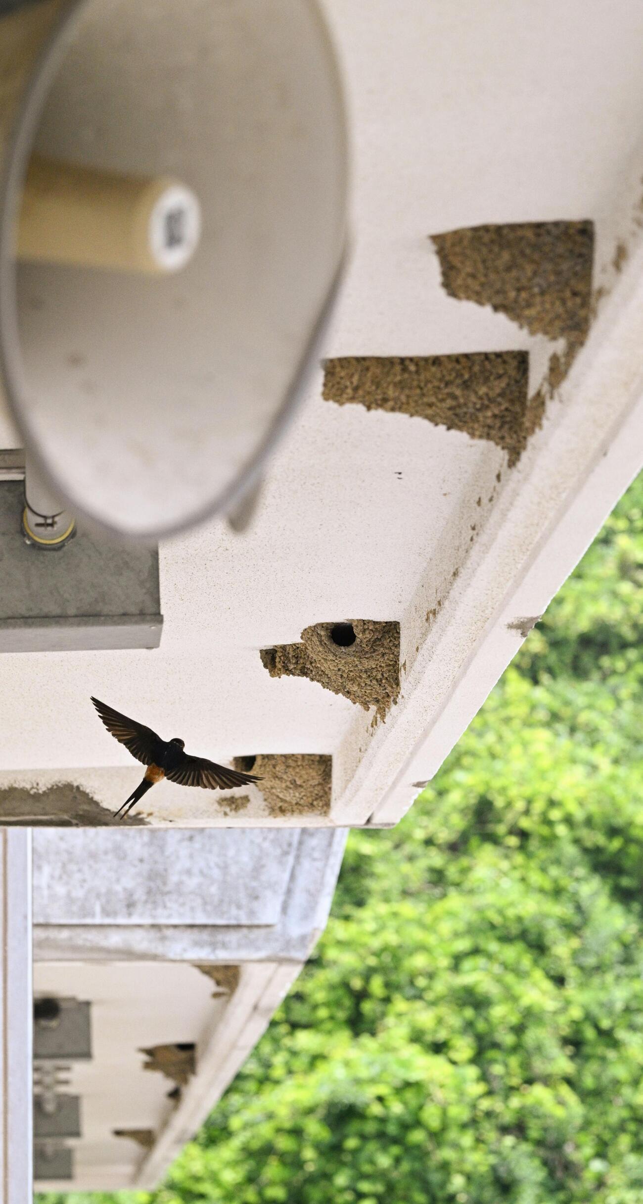 福島県いわき市立江名小の校舎の軒先に並んだとっくり型の巣で子育てするコシアカツバメ（共同）