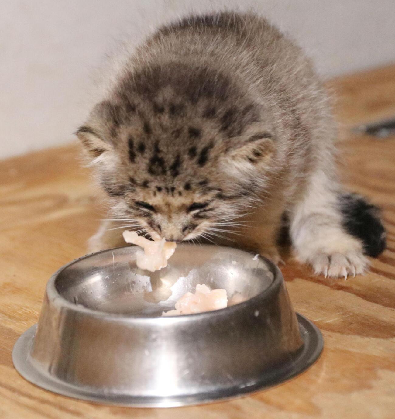 マヌルネコの赤ちゃん（神戸どうぶつ王国提供）