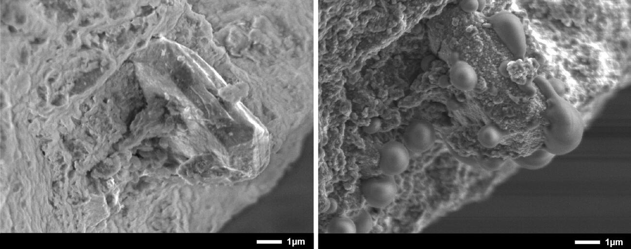地球の大気にさらす前（左）とさらした小惑星リュウグウの岩石試料の顕微鏡写真（広島大提供）
