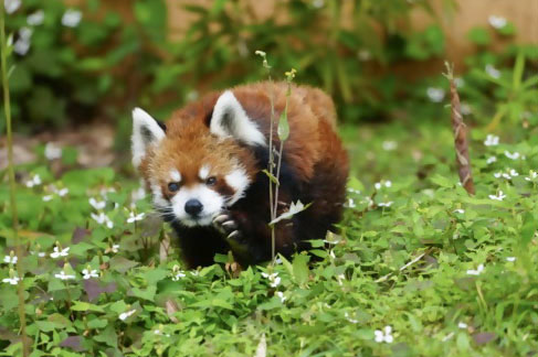 レッサーパンダの風太＝6月、千葉市動物公園（同園提供）