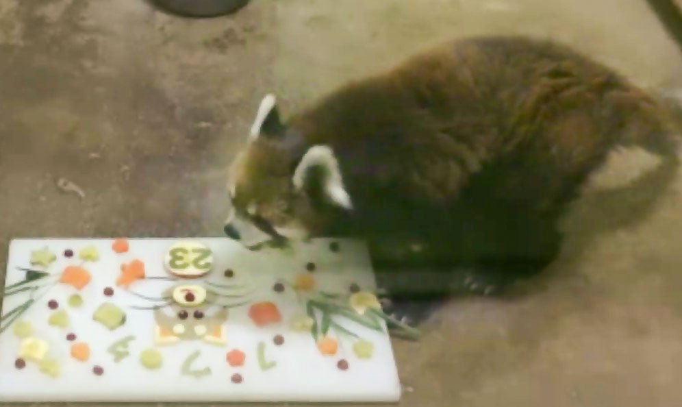 23歳の誕生日を迎え、ケーキを食べるレッサーパンダの風太＝5日、千葉市動物公園（同園提供）