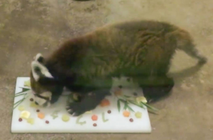 23歳の誕生日を迎え、ケーキを食べるレッサーパンダの風太＝5日、千葉市動物公園（同園提供）