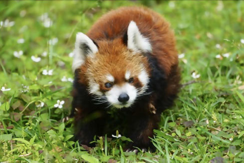 レッサーパンダの風太＝6月、千葉市動物公園（同園提供）