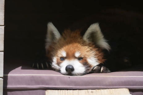 レッサーパンダの風太＝6月、千葉市動物公園（同園提供）