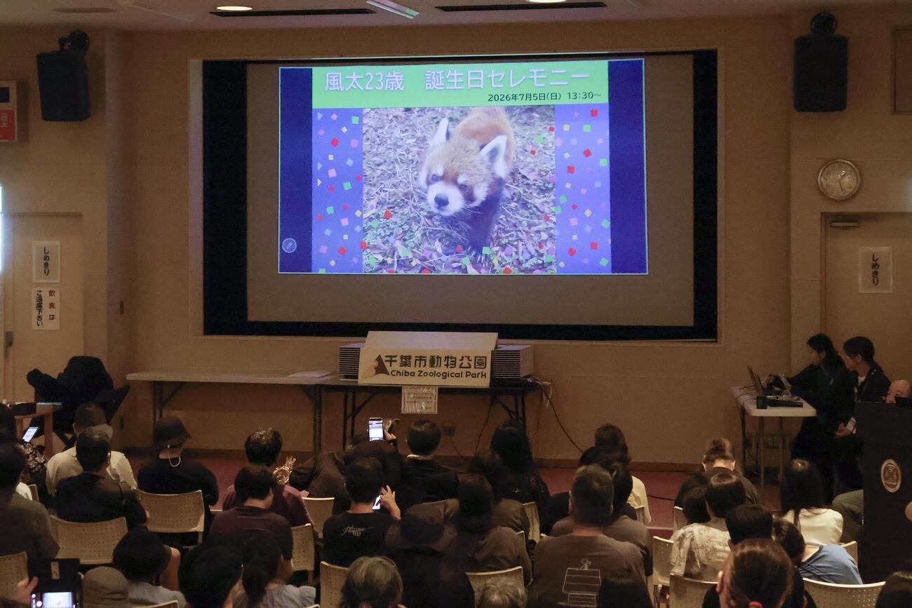 レッサーパンダの風太の誕生日セレモニー＝5日午後、千葉市動物公園