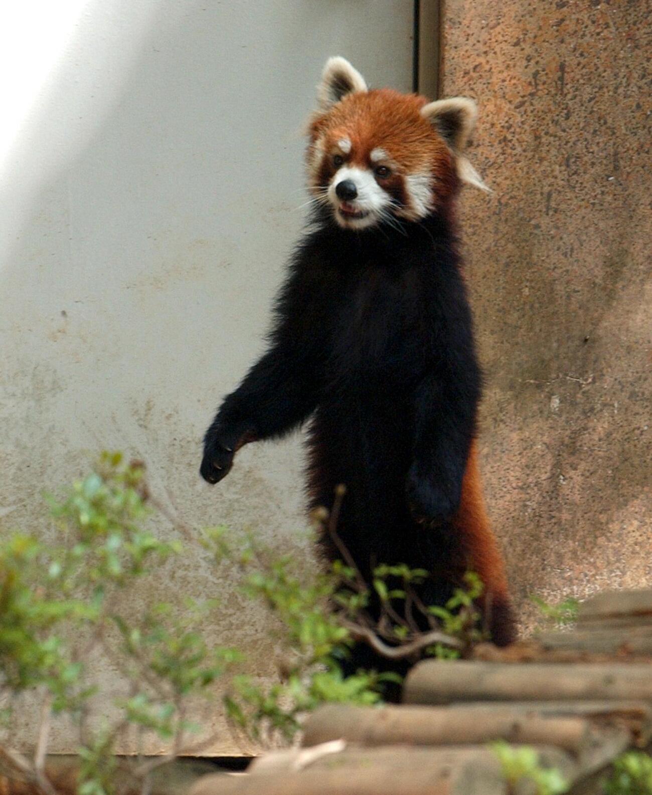 立ち上がるレッサーパンダの風太＝2005年5月撮影