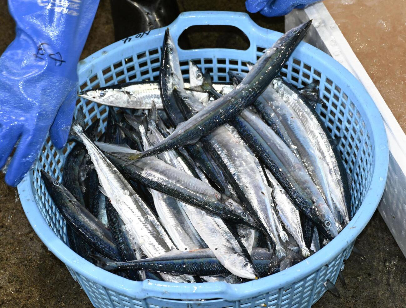流し網漁が解禁され、釧路港に水揚げされたサンマ（共同）
