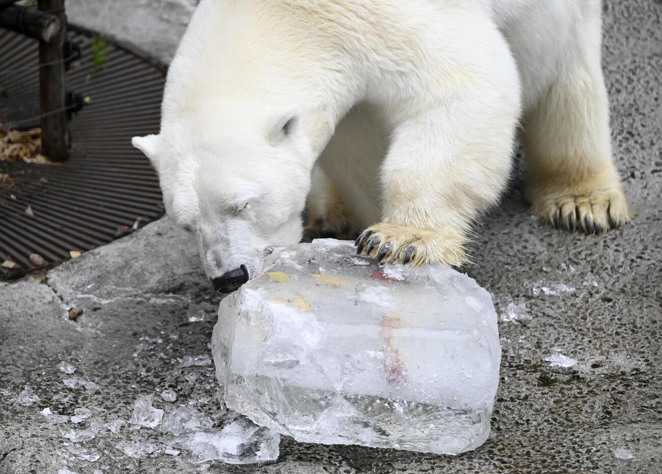 プレゼントされた氷にかじりつくホッキョクグマ＝25日午前、北海道旭川市の旭山動物園（共同）