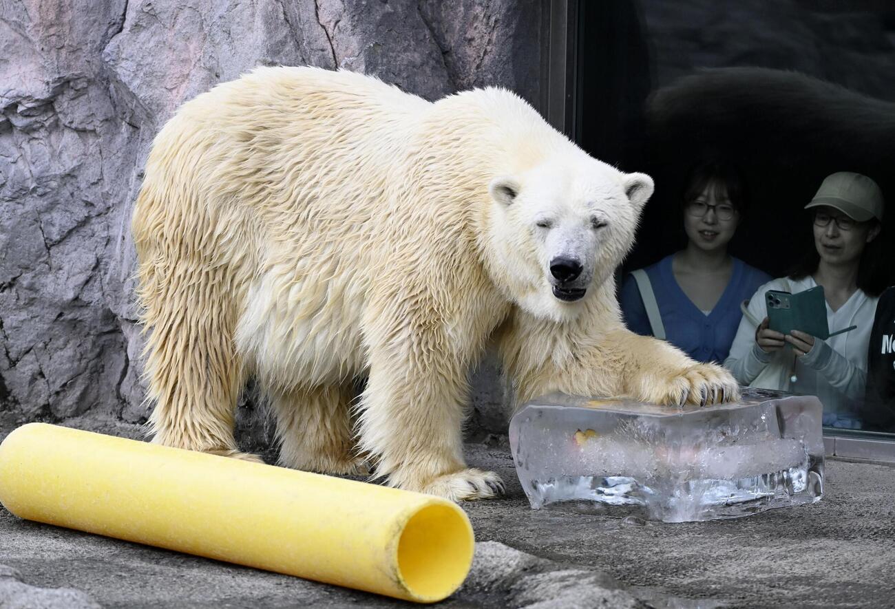 プレゼントされた氷に触れるホッキョクグマ＝25日午前、北海道旭川市の旭山動物園（共同）