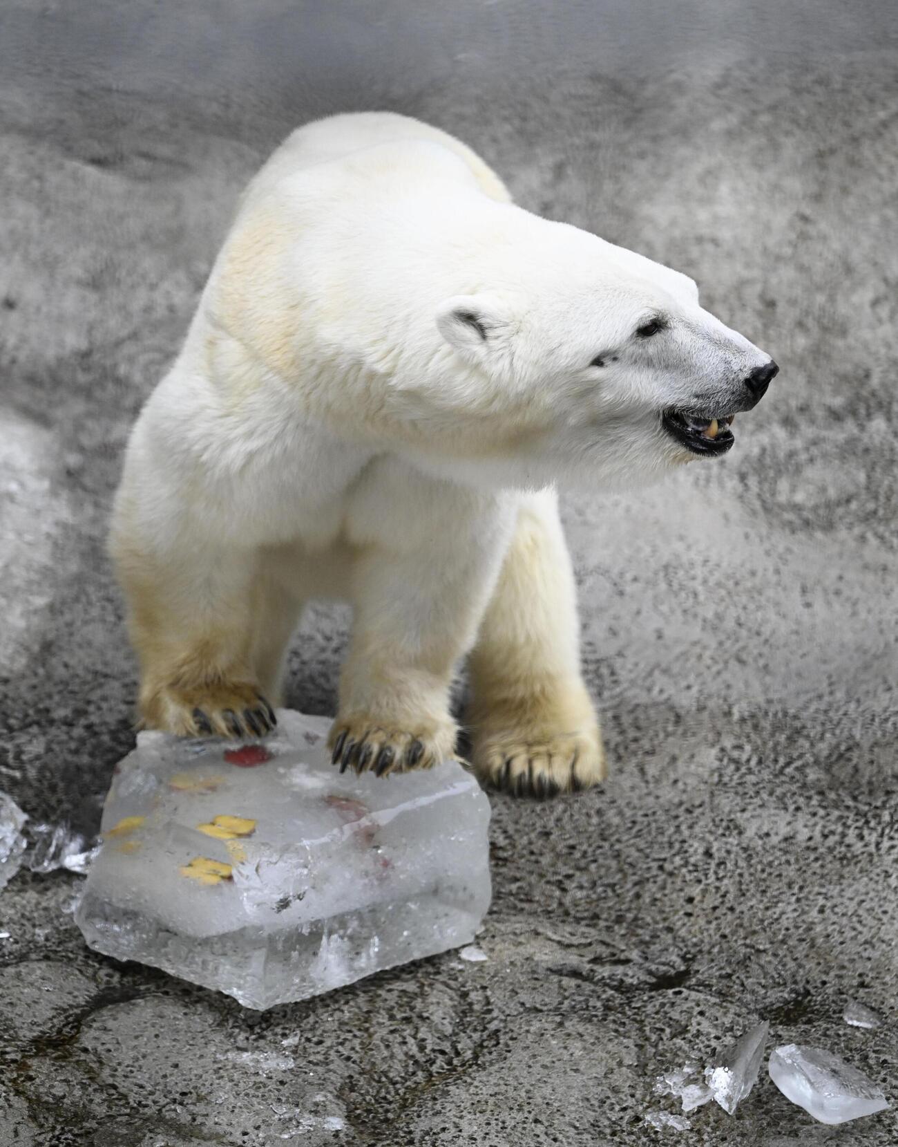 プレゼントされた氷に乗るホッキョクグマ＝25日午前、北海道旭川市の旭山動物園（共同）