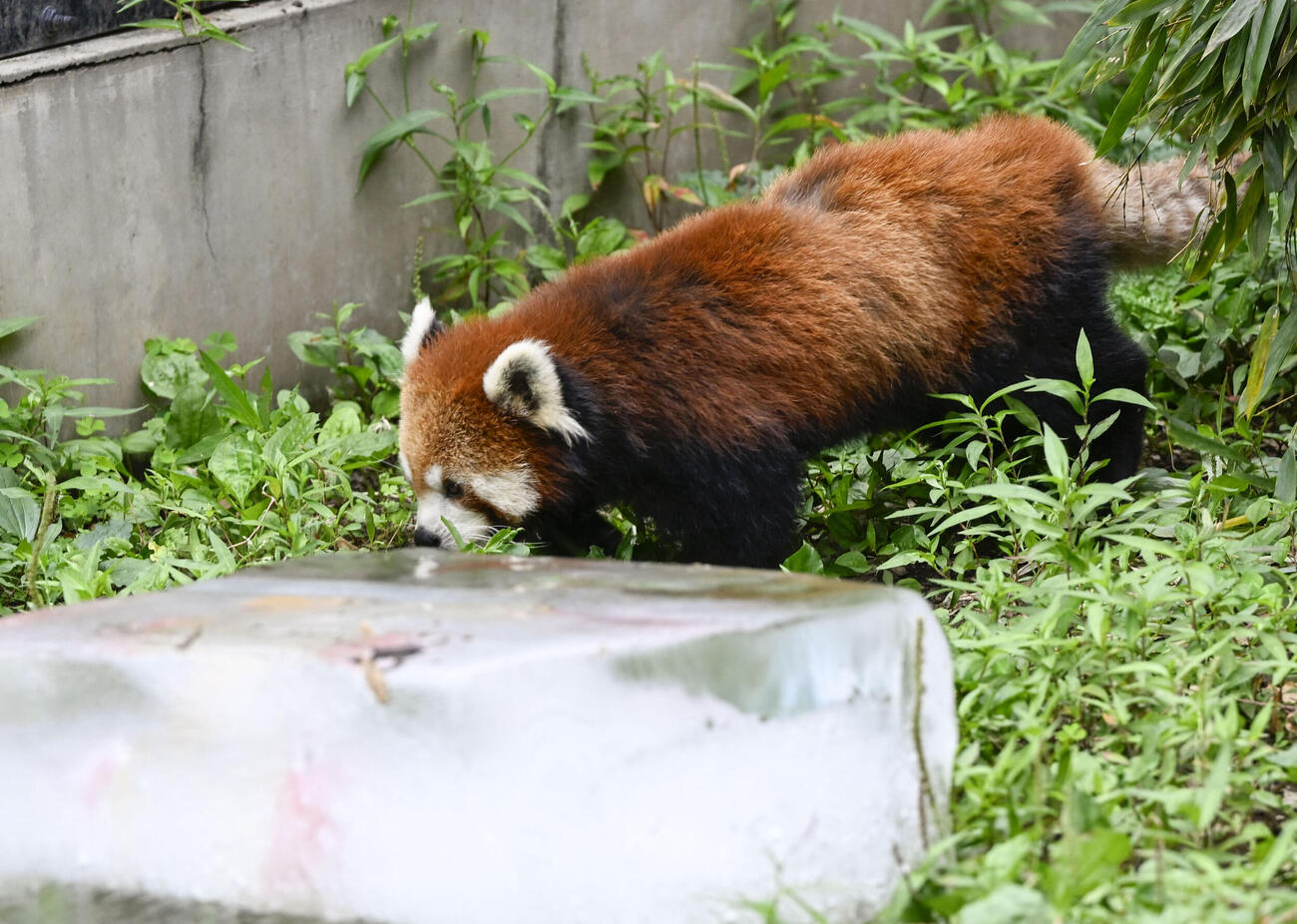 プレゼントされた氷の周りを歩くレッサーパンダ＝25日午前、北海道旭川市の旭山動物園（共同）