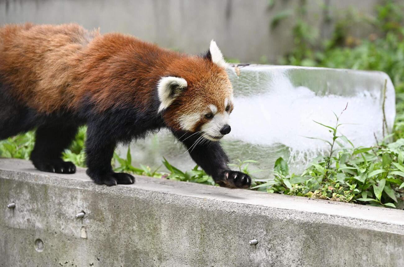 プレゼントされた氷の周りを歩くレッサーパンダ＝25日午前、北海道旭川市の旭山動物園（共同）