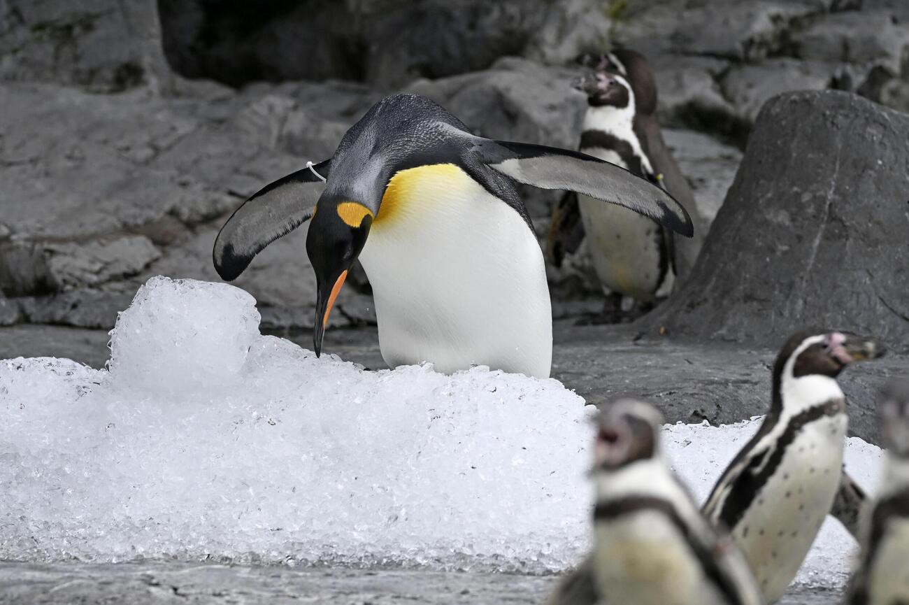 プレゼントされた氷に乗るペンギン＝25日午前、北海道旭川市の旭山動物園（共同）