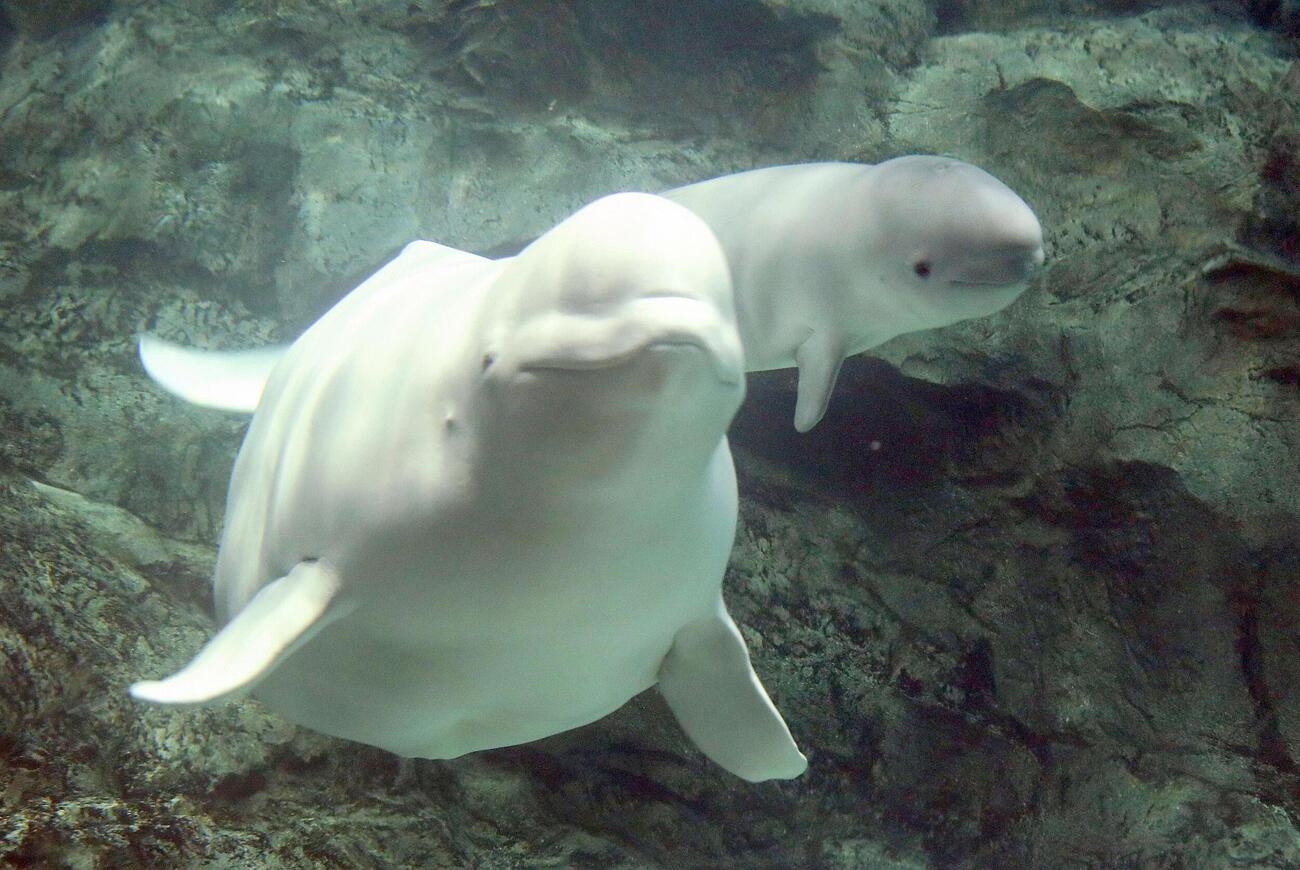 ベルーガの「ナナ」（左）と生まれた子ども（名古屋港水族館提供）