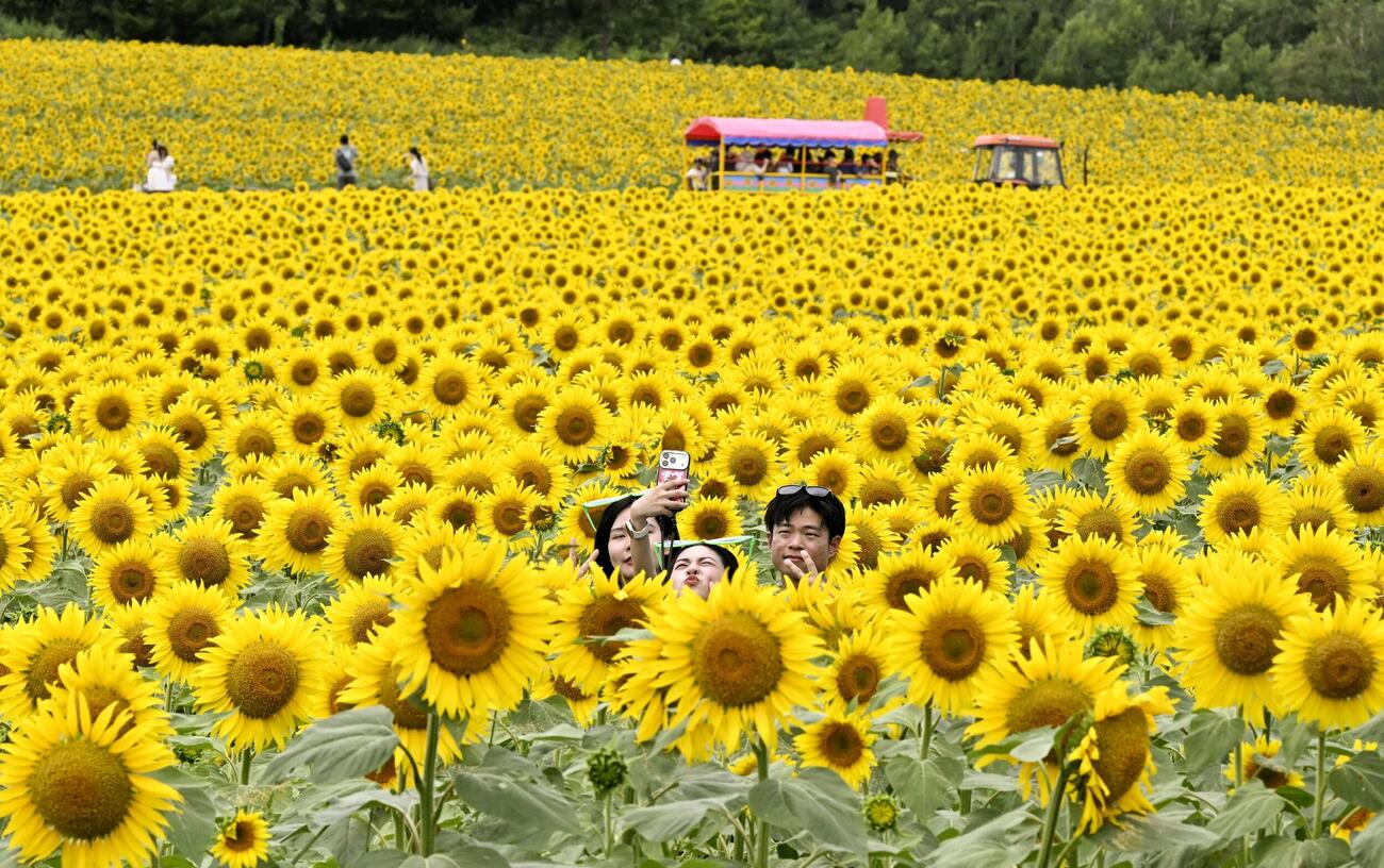 北海道北竜町にある国内最大級のヒマワリ畑「ひまわりの里」を散策する人たち（共同）