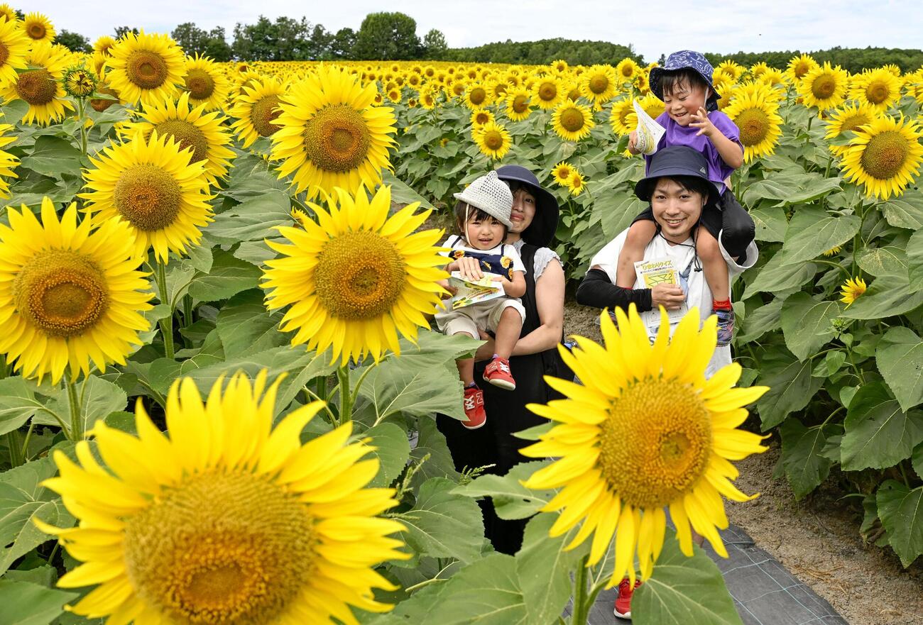 北海道北竜町にある国内最大級のヒマワリ畑「ひまわりの里」を散策する親子（共同）