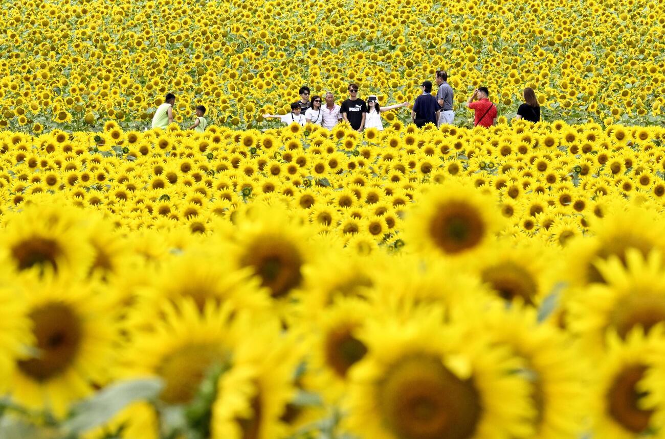 北海道北竜町にある国内最大級のヒマワリ畑「ひまわりの里」を散策する人たち（共同）