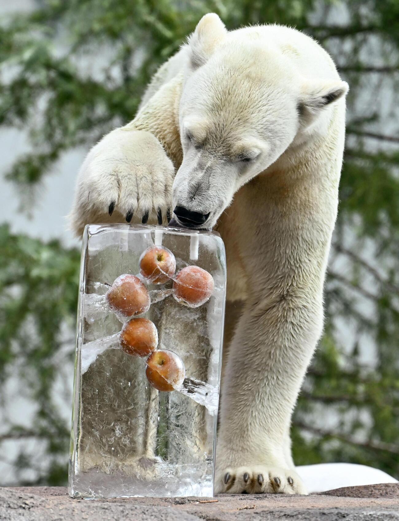 氷柱をプレゼントされたホッキョクグマの「ホウちゃん」（共同）