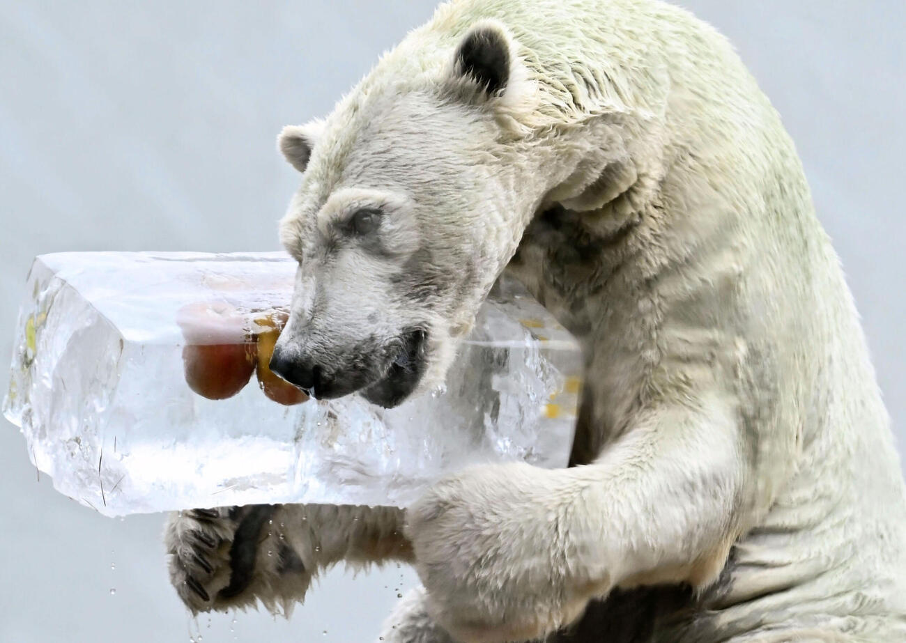 氷柱をプレゼントされたホッキョクグマの「ホウちゃん」（共同）