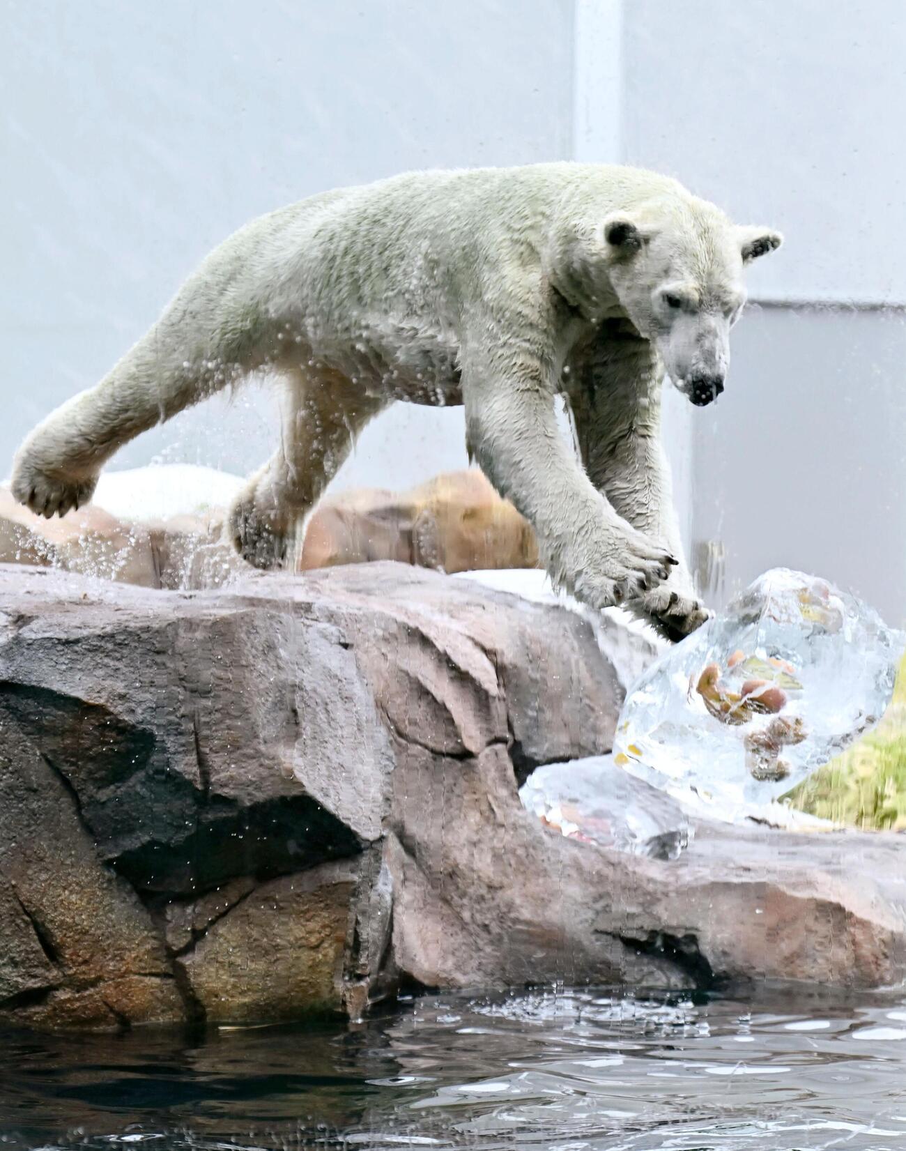 プレゼントされた氷柱と一緒に水に飛び込むホッキョクグマの「ホウちゃん」（共同）