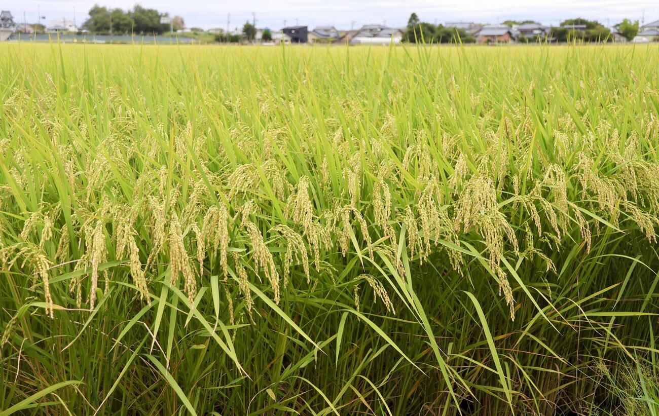 8月、新潟市で収穫期が近づく水田
