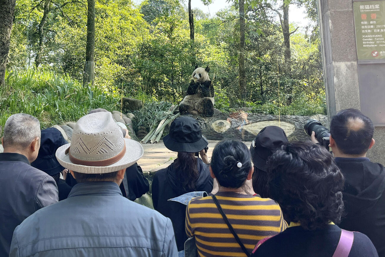 ジャイアントパンダ保護研究センター「雅安基地」で暮らすシャンシャン（奥）を見るため集まった人たち（共同）