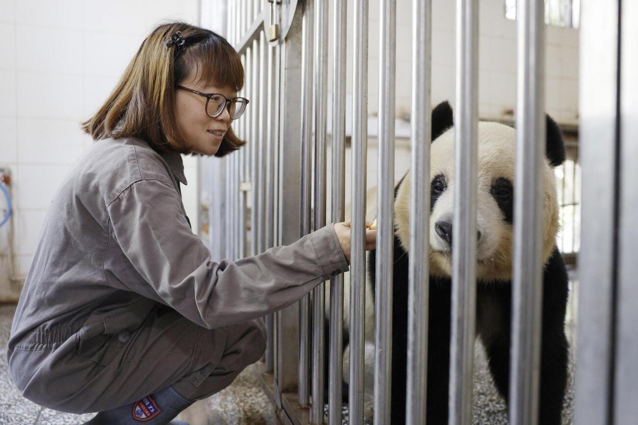 ジャイアントパンダのシャンシャンにリンゴをあげる飼育員の趙蘭蘭さん＝4月、中国四川省雅安市（共同）