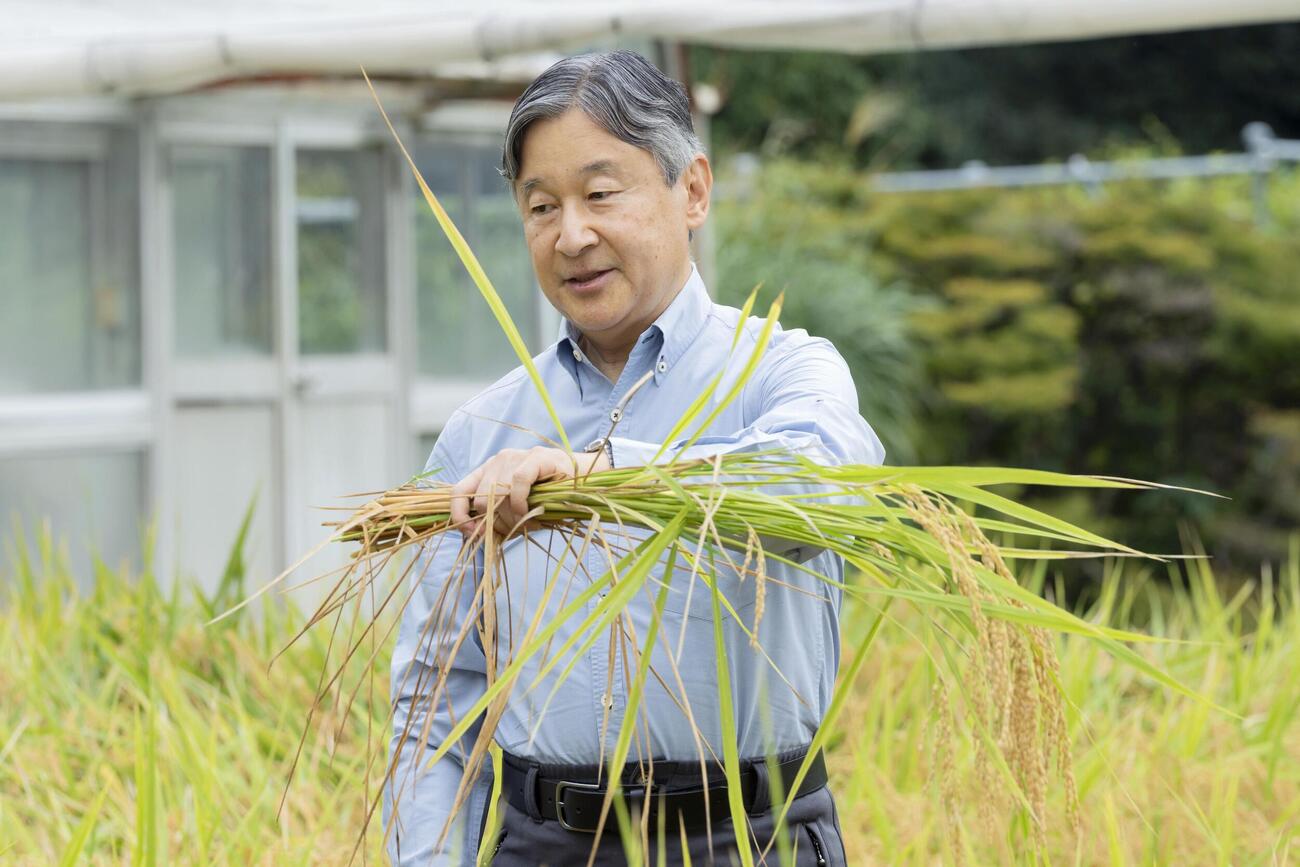 皇居内の田んぼで稲刈りをされる天皇陛下（宮内庁提供）（共同）