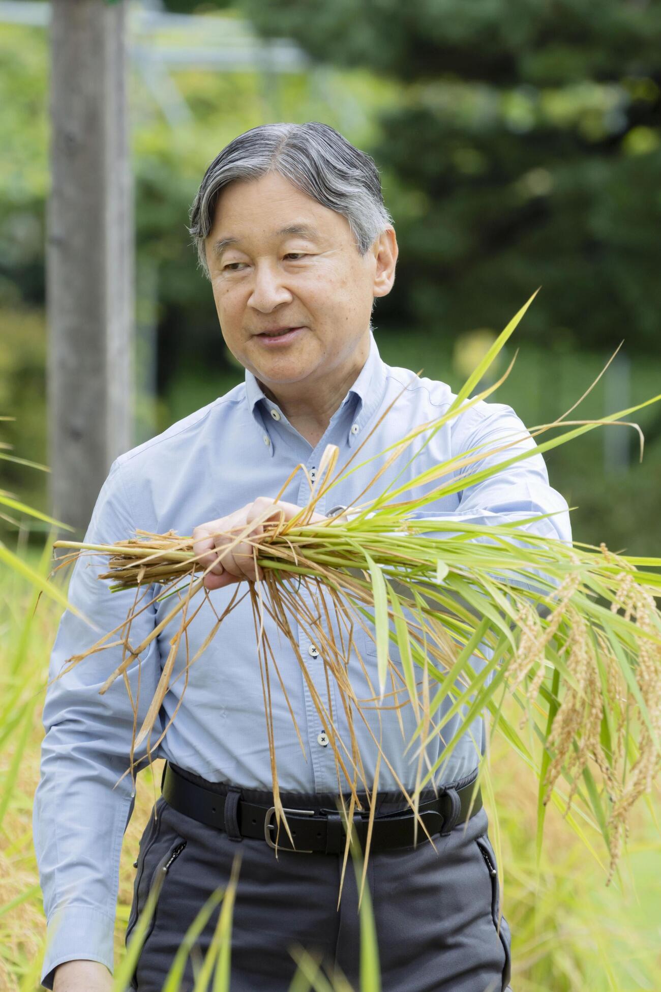 皇居内の田んぼで稲刈りをされる天皇陛下（宮内庁提供）（共同）